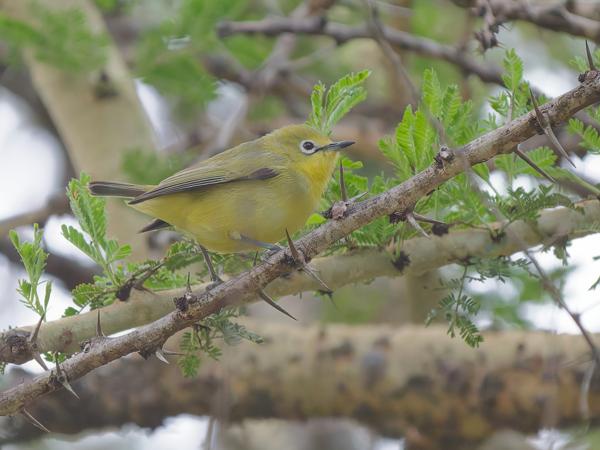 <h3><a href="/trips/tanzania/biota/animalia/chordata/aves/passeriformes/zosteropidae/zosterops flavilateralis/zosterops flavilateralis-nl.html">Zosterops&nbsp;flavilateralis</a> / Kenya&nbsp;white‑eye / Keniaanse&nbsp;brilvogel</h3>OM-1 Mark II met OLYMPUS M.150-400mm F4.5, 1/640 sec  bij F4.5, ISO 10000, afstand 12.1&nbsp;m